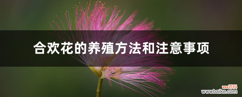 合欢花的养殖方法和注意事项