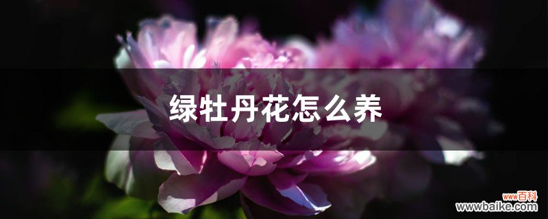 绿牡丹花怎么养