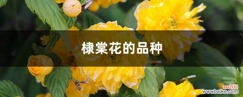 棣棠花的品种