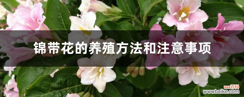 锦带花的养殖方法和注意事项