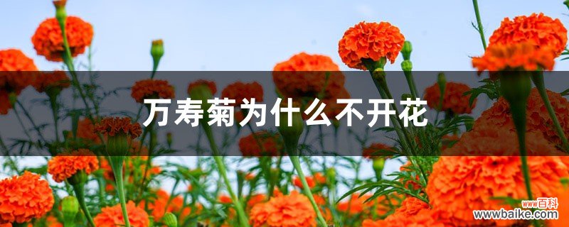 万寿菊为什么不开花