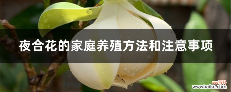 夜合花的家庭养殖方法和注意事项