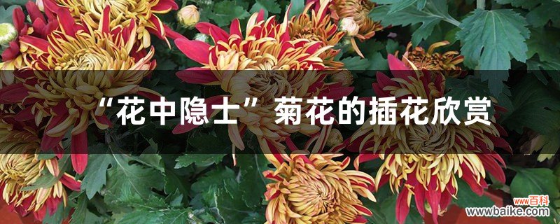 “花中隐士”菊花的插花欣赏