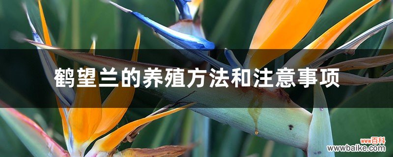 鹤望兰的养殖方法和注意事项