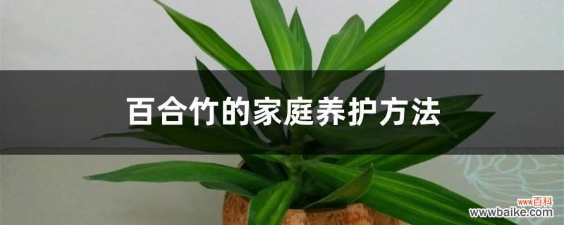 百合竹的家庭养护方法