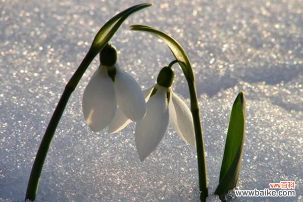 雪滴花的养殖方法和注意事项