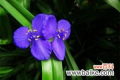 紫露草图片