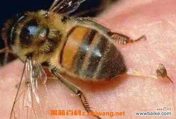 蜜蜂蛰了怎么办 蜂子蜇了最快消肿止痛的方法