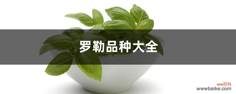 罗勒品种大全