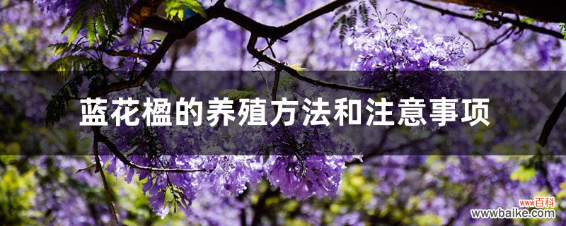 蓝花楹的养殖方法和注意事项