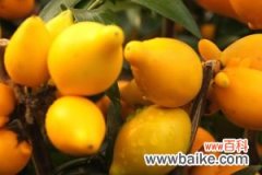 乳茄 黄金果的养殖方法和注意事项