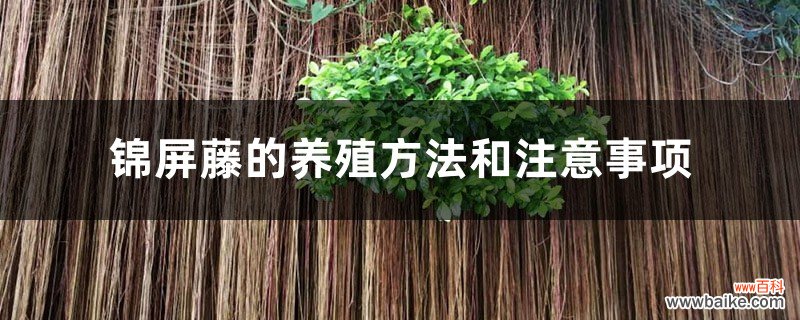 锦屏藤的养殖方法和注意事项