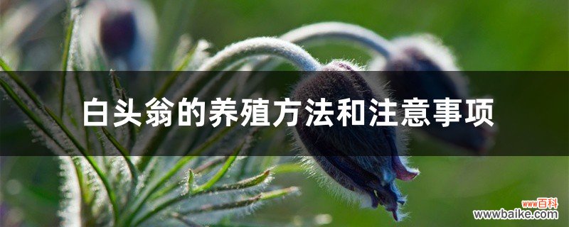 白头翁的养殖方法和注意事项