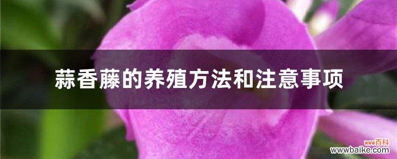 蒜香藤的养殖方法和注意事项