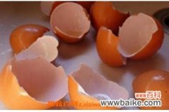 鸡蛋壳有什么用处 鸡蛋壳的妙用