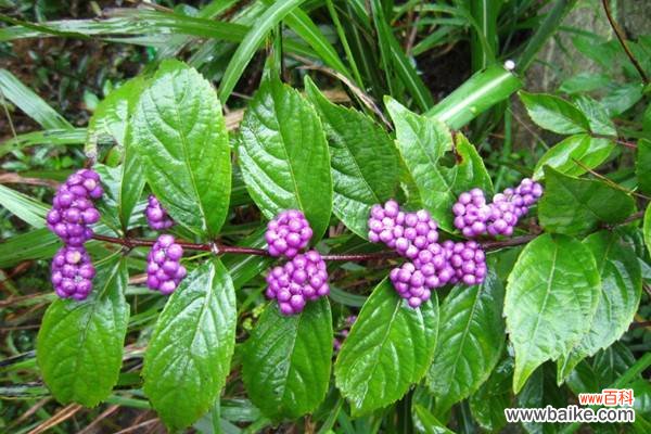 紫珠草的养殖方法和注意事项