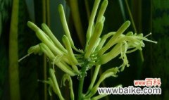 虎尾兰种子种植方法 虎尾兰种子如何种植