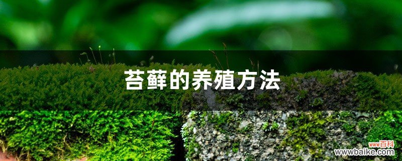 苔藓的养殖方法