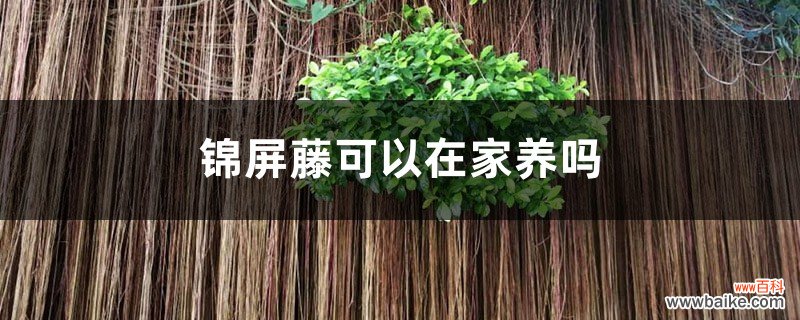 锦屏藤可以在家养吗