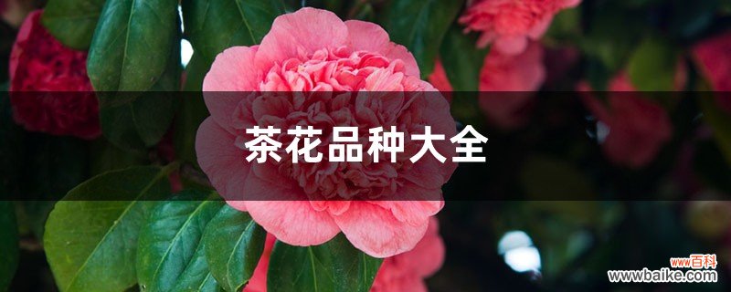 茶花品种大全