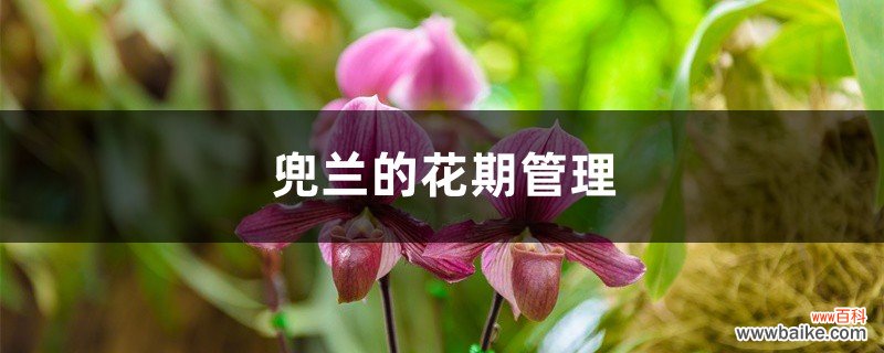 兜兰的花期管理