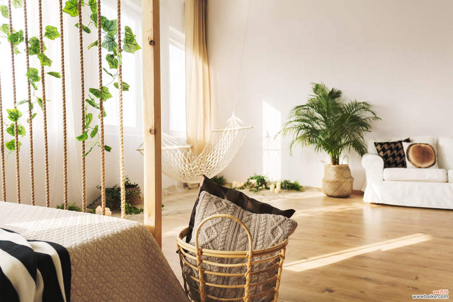 这些寓意极好的大型绿植,家中一定要有一盆