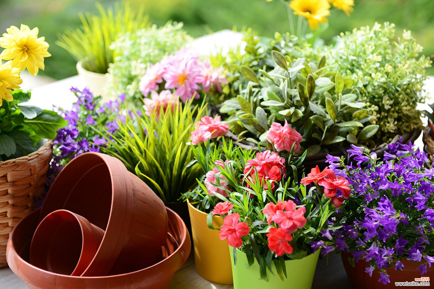 这些寓意极好的大型绿植,家中一定要有一盆