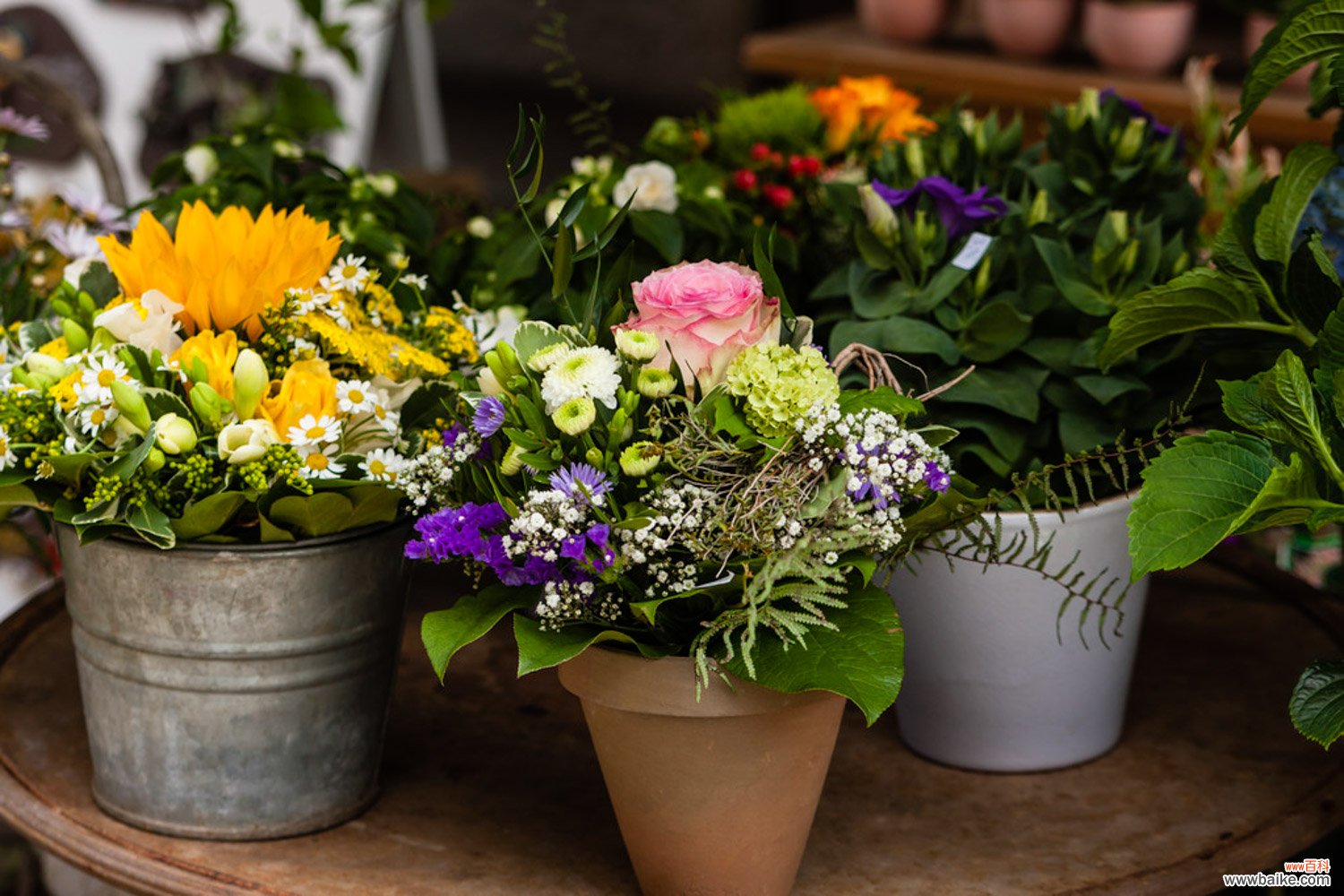 这些寓意极好的大型绿植,家中一定要有一盆