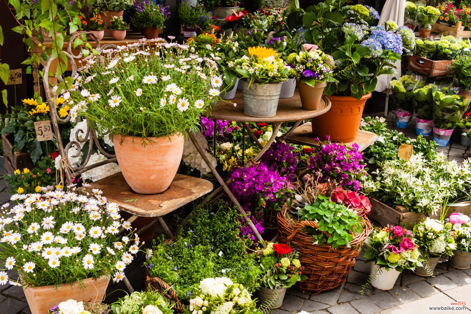 这些寓意极好的大型绿植,家中一定要有一盆
