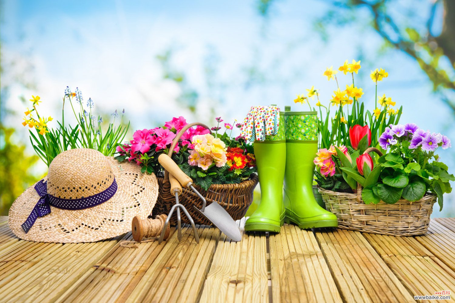 这些寓意极好的大型绿植,家中一定要有一盆