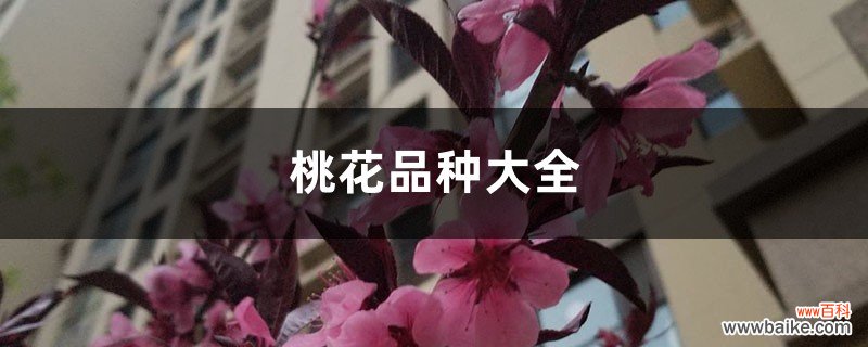 桃花品种大全