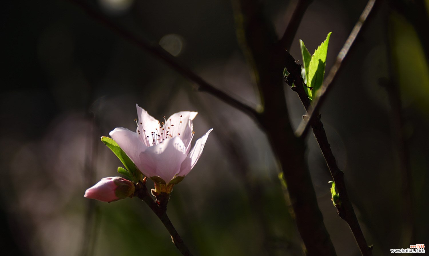 桃花品种大全