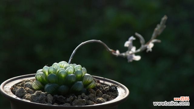 水晶掌和玉露的区别