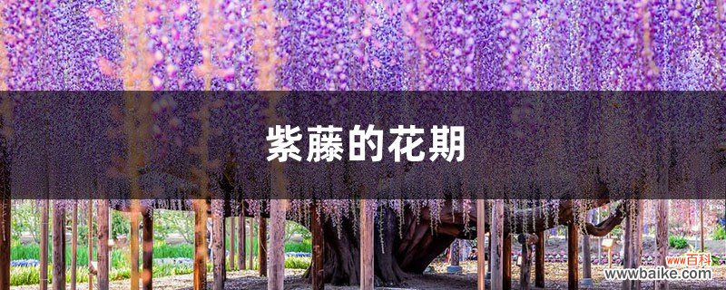紫藤的花期