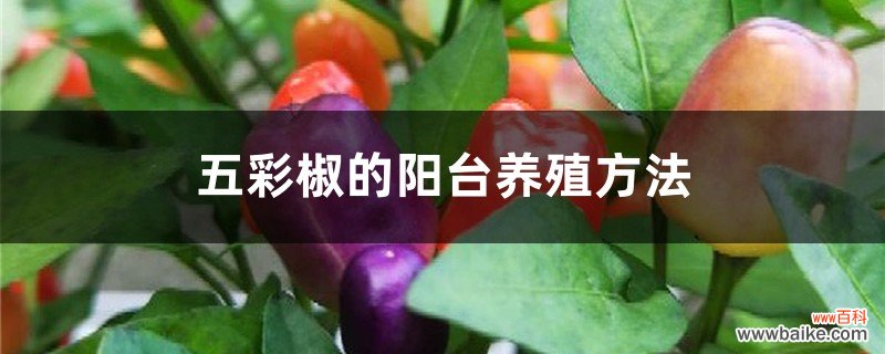 五彩椒的阳台养殖方法