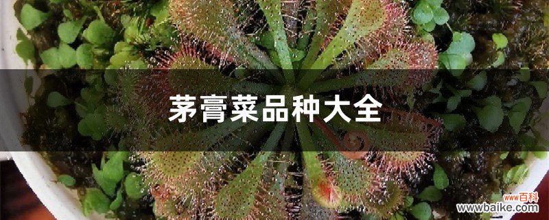 茅膏菜品种大全