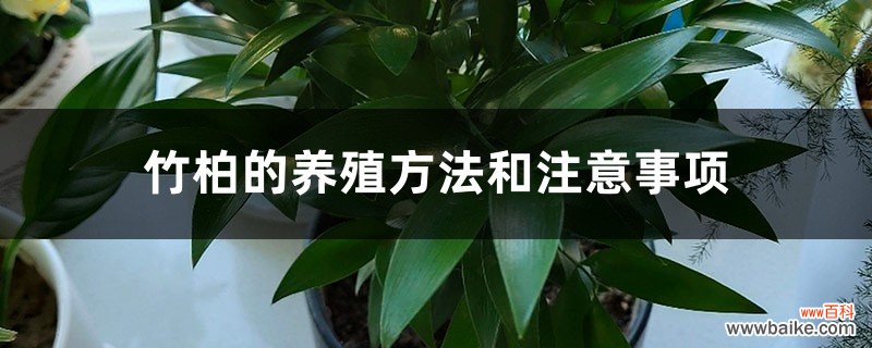 竹柏的养殖方法和注意事项