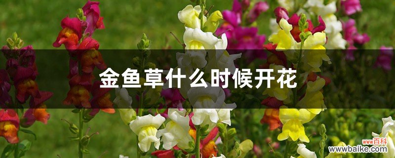 金鱼草什么时候开花