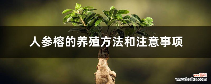 人参榕的养殖方法和注意事项