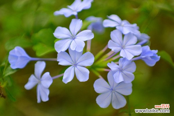 蓝花丹什么时候开花