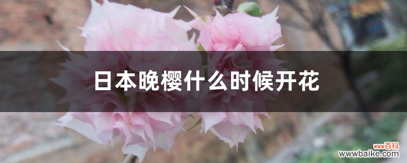 日本晚樱什么时候开花