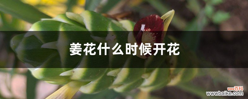 姜花什么时候开花