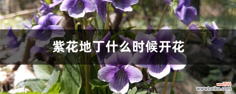 紫花地丁什么时候开花