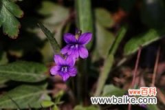紫花地丁什么时候开花