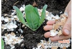 鸡蛋壳怎么做肥料 鸡蛋壳做肥料的正确做法