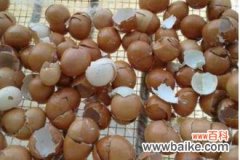 鸡蛋壳的功效与作用 鸡蛋壳的副作用
