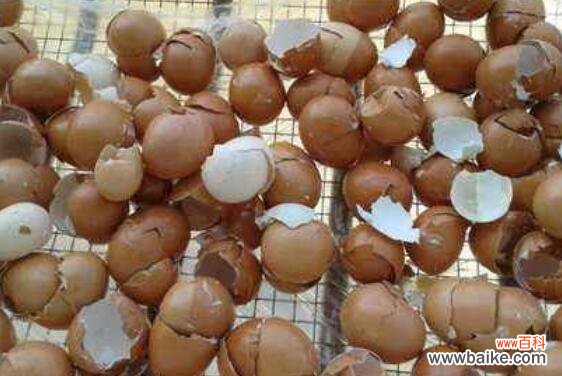鸡蛋壳的功效与作用 鸡蛋壳的副作用