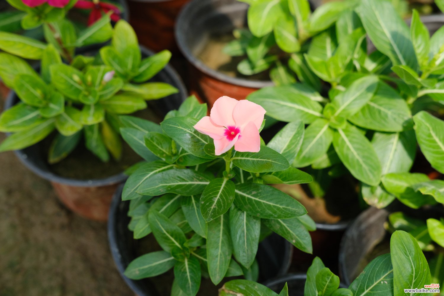 长春花的花期