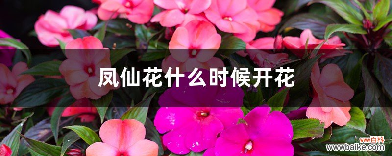 凤仙花什么时候开花