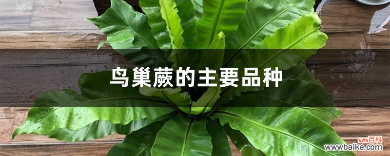 鸟巢蕨的主要品种